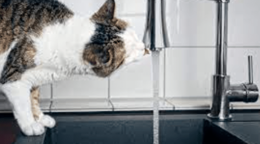 ▷How To Pet-Proof Your San Diego Plumbing
